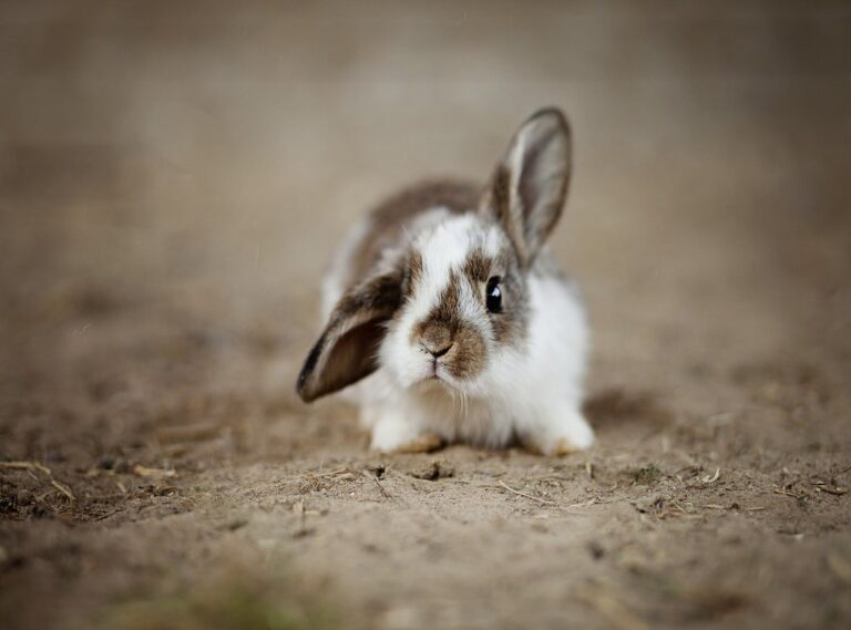 bunny brownies 36